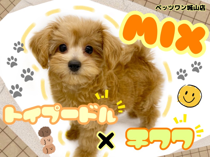 【MIX】トイプードルの魅力とチワワの魅力を併せ持ったスペシャルドッグ