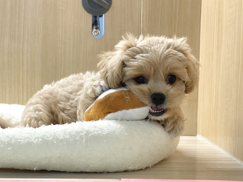 大好きなパンのおもちゃ | MIX犬 ペキプー （6131208） - 横浜 大倉山店