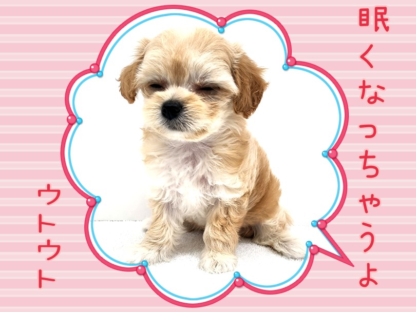 寝る子は育つ！子犬ちゃんは1日20時間位眠ります！ | MIX犬 チワプー （130461） - 高井戸店