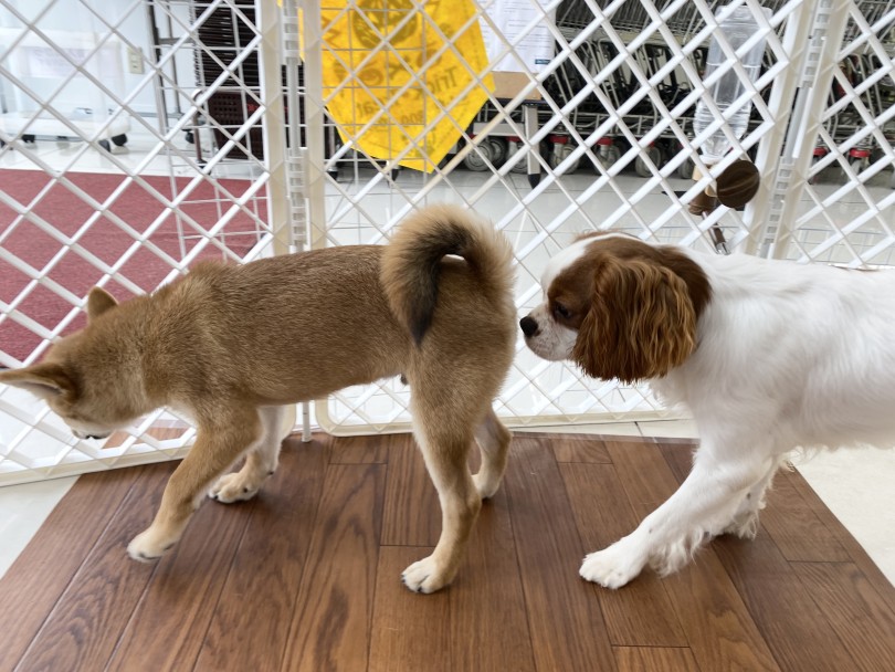 現在甘噛の真っ盛り！ | 柴犬 （6131187） - 横浜 大倉山店