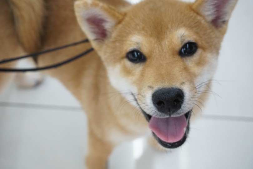 これから毎日のトレーニングで超スーパー柴犬に成長させます | 柴犬 （6131187） - 横浜 大倉山店