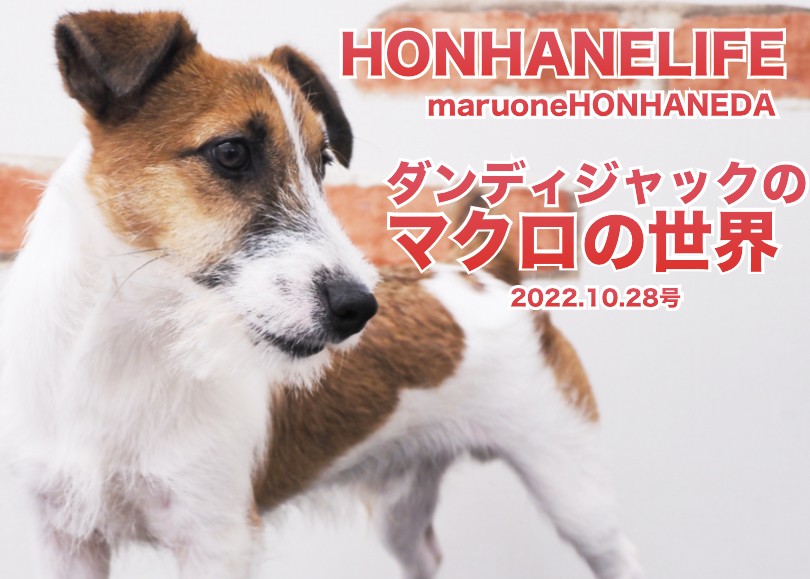 10 28ホンハネライフ ダンディージャックのマクロ ピンポイントな世界 マルワンblog ペットショップ マルワン 小さめ子犬 美形な子猫 初心者安心のサポート