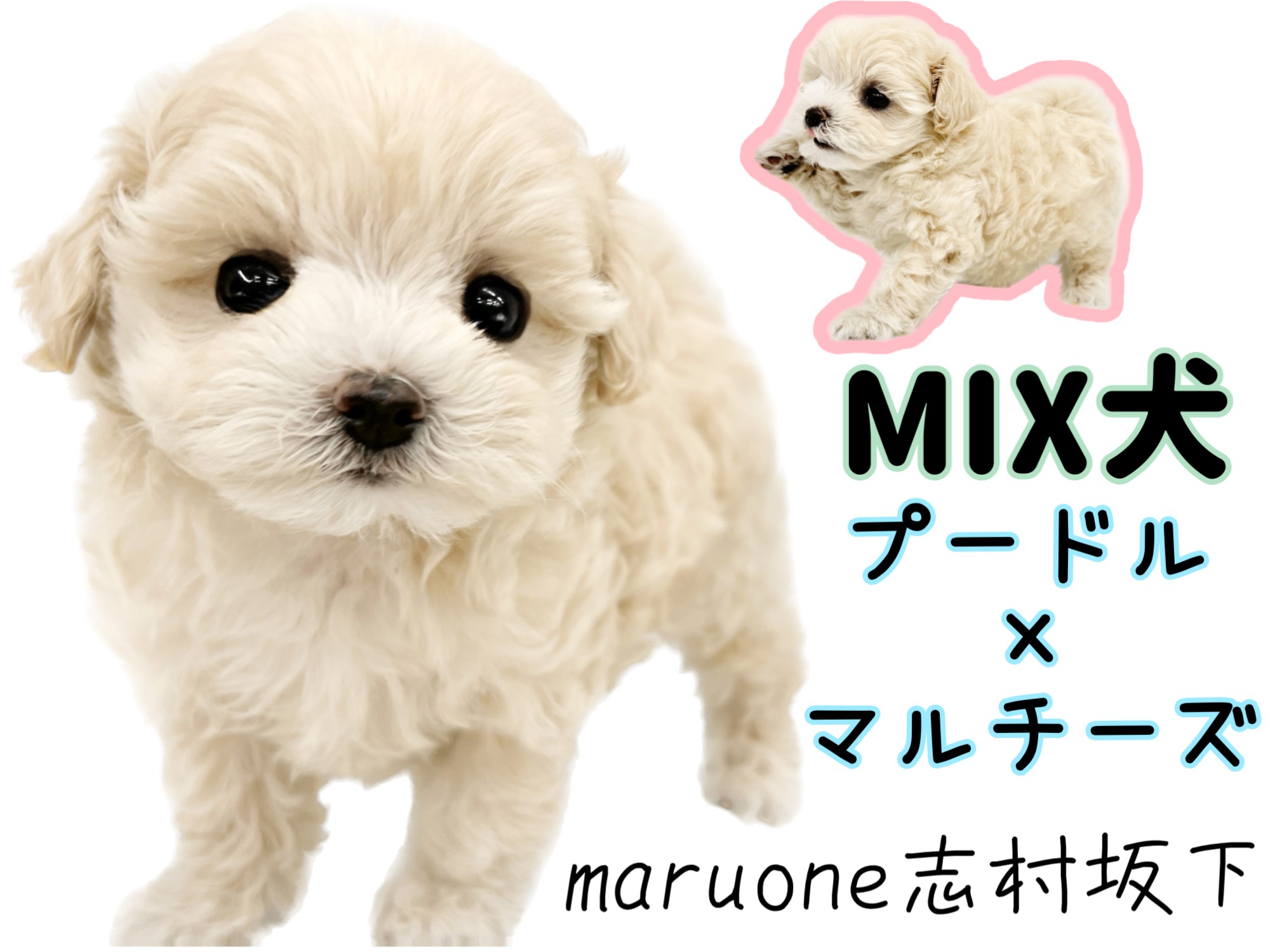 プーマルMIX 】ぬいぐるみライクな可愛さ！室内飼い最適なハイブリット