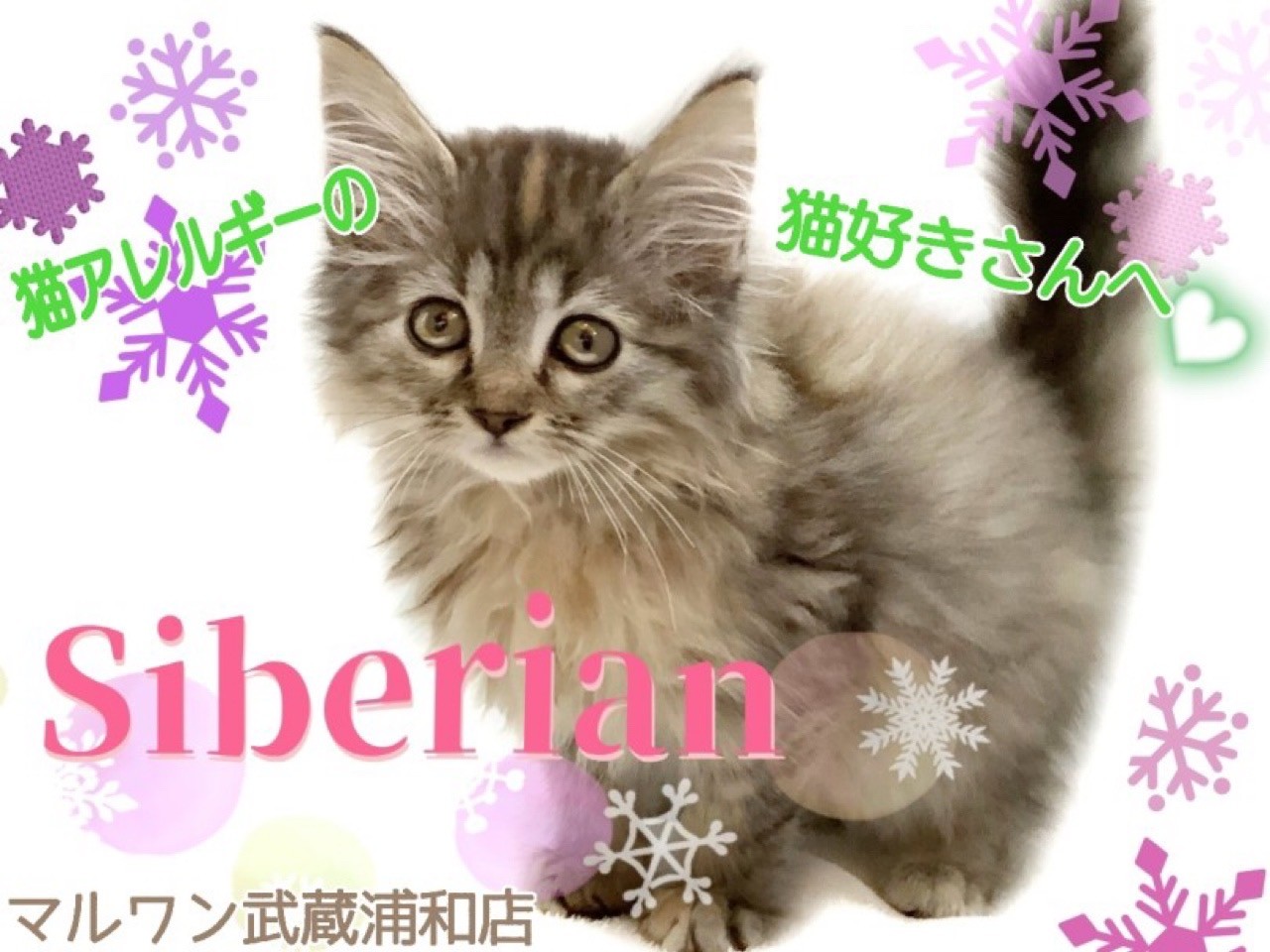 猫アレルギー氏 サイベリアン 】猫アレルギーさん必見！もふもふな人懐っこい女の子