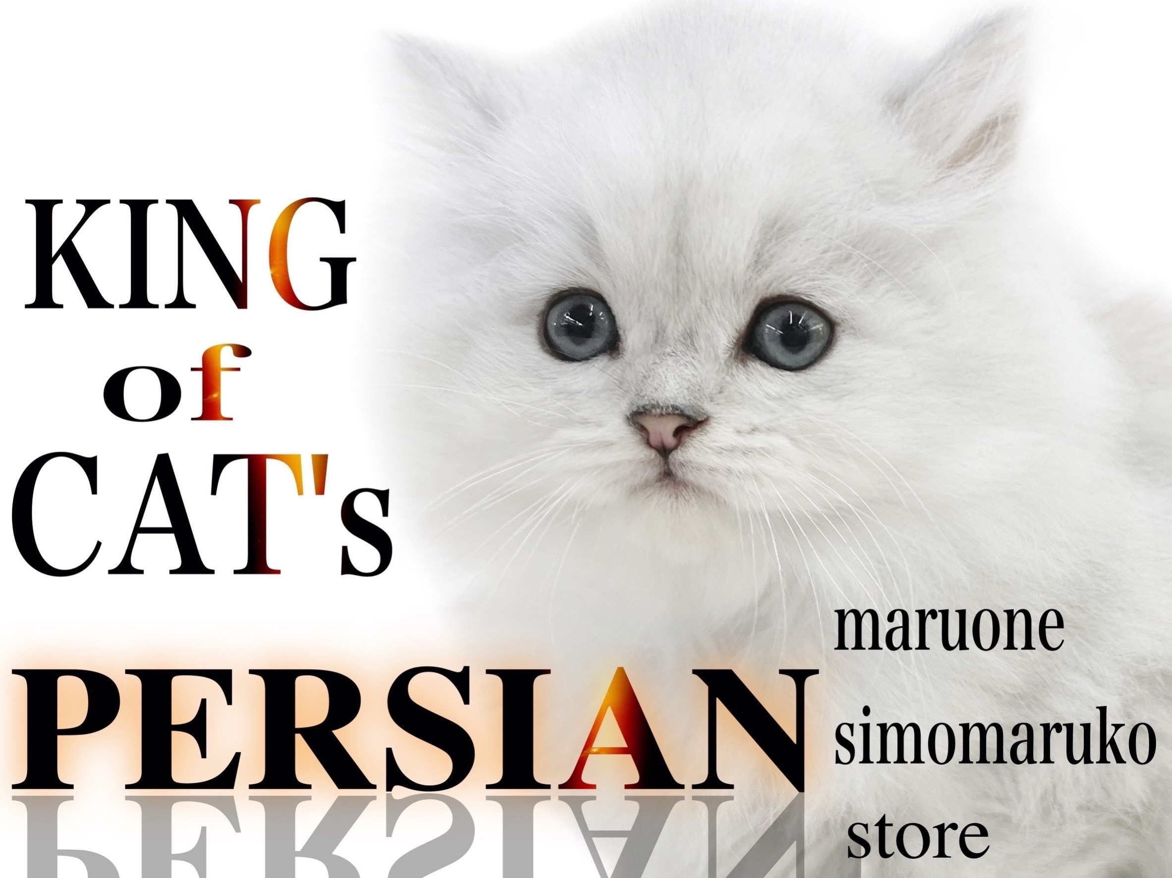 ペルシャ 】極上の癒しをお届け！美しいドールフェイスは都内No.1