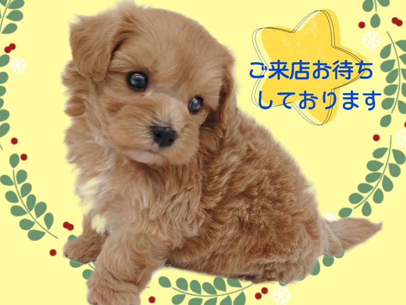 成長しても2～4kgの小さめサイズ | MIX犬 マルプー （413151） - さいたま 武蔵浦和店
