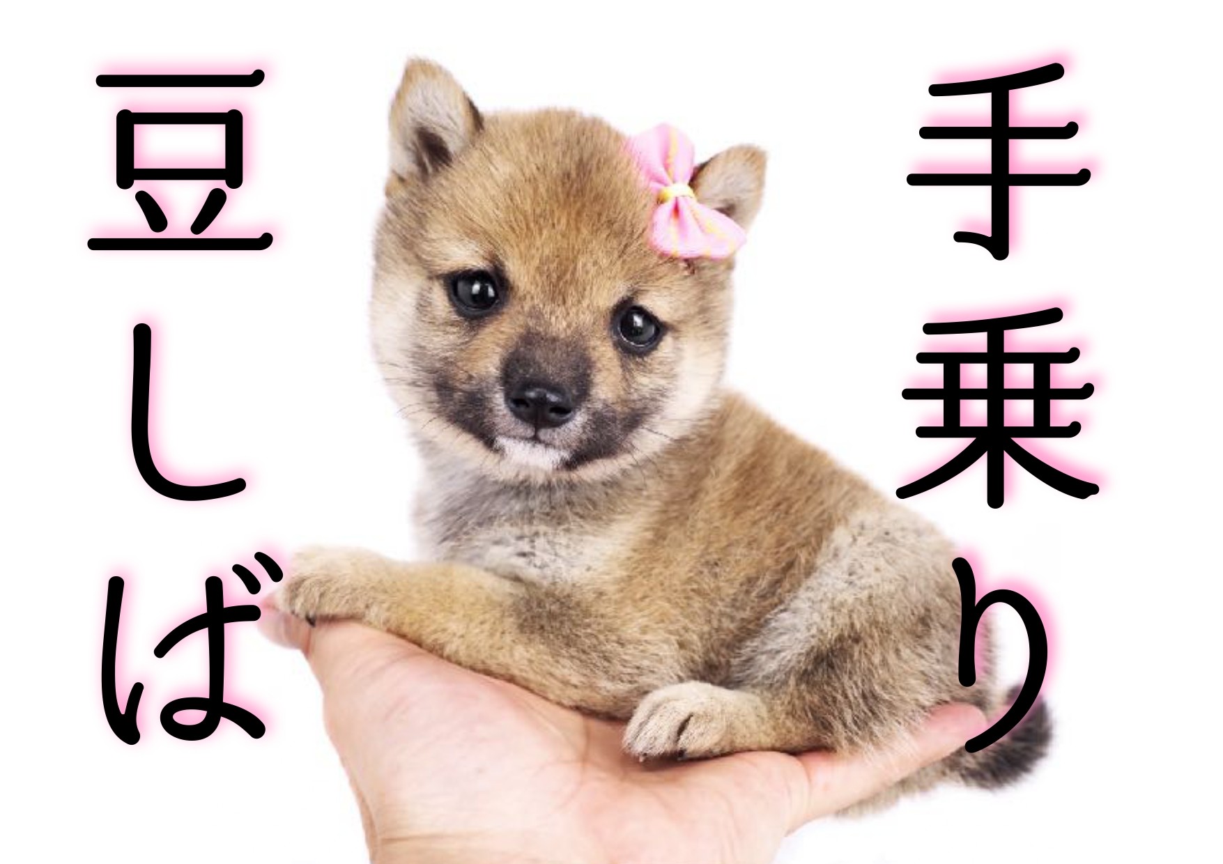 【アウトレット☆送料無料】 豆柴 マルワンBLOG | 】KC認定の希少な手乗り豆柴ちゃん登場！！ Music