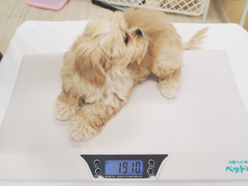 生後3ヶ月で1.91kgと順調に成長中です！ | MIX犬 ペキプー （713907） - 横浜 鶴見店