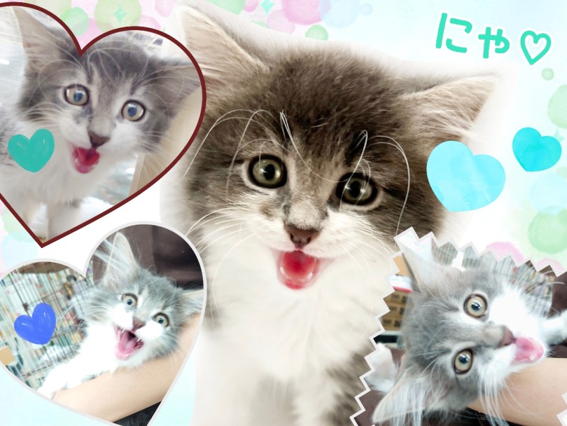 まばたきは猫同士の愛情表現 | メインクーン （413140） - さいたま 武蔵浦和店