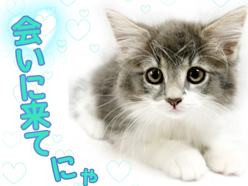 「たくさん猫ちゃんに甘えられたい！」方にぴったりです♪ | メインクーン （413140） - さいたま 武蔵浦和店