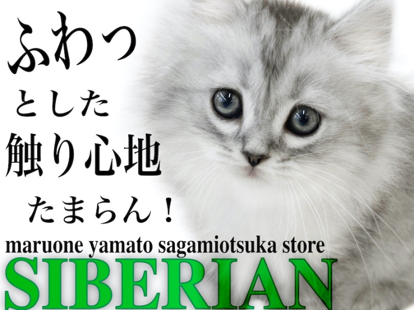 サイベリアン 】犬のような懐っこさ！遊び好きで柔らかな触り心地が