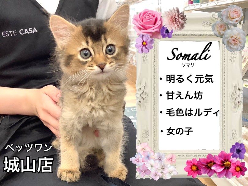 【 ソマリ 】キリっとした美麗な外見と甘々な性格の猫