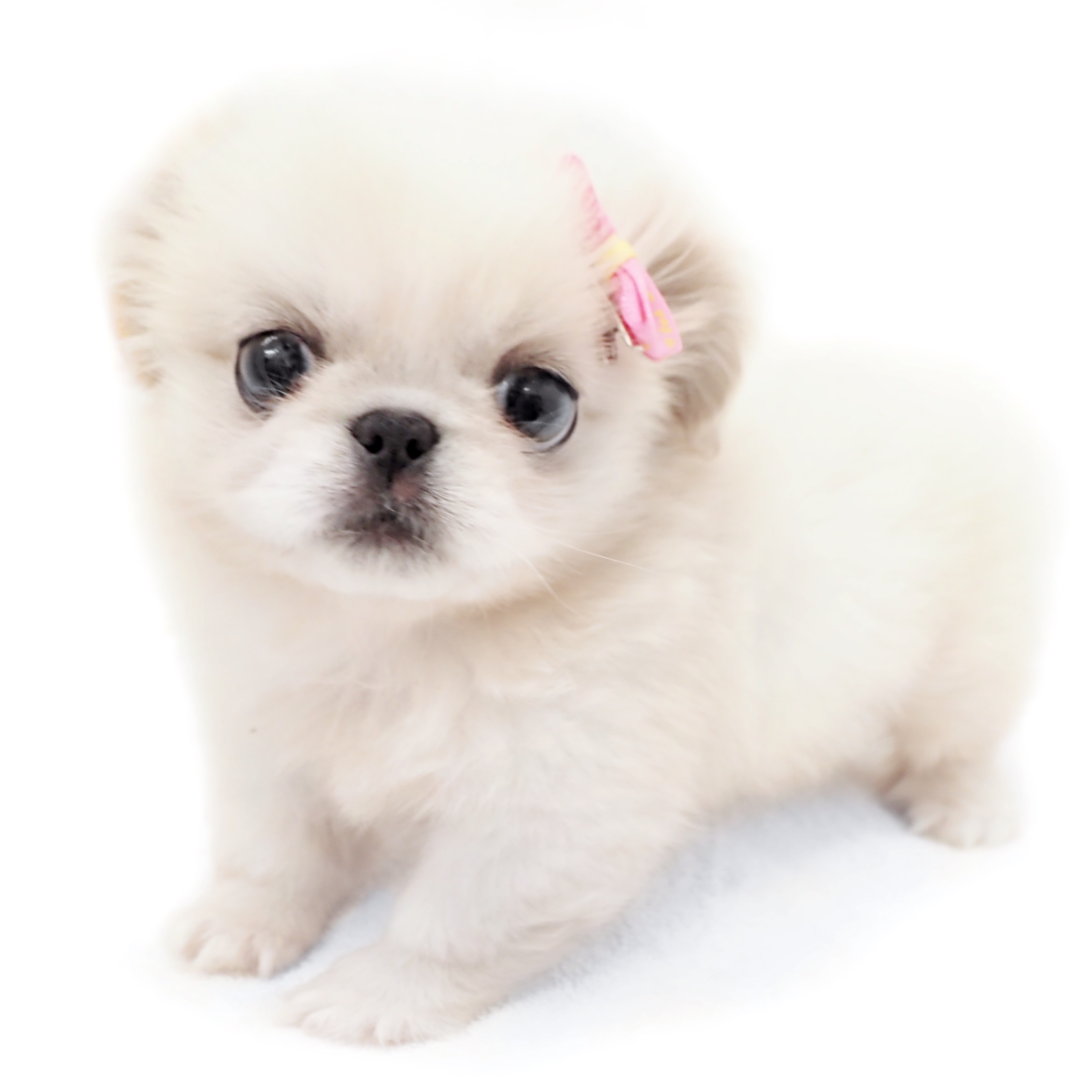 ペキニーズ | ペットショップ マルワン 小さめ子犬 美形な子猫 初心者