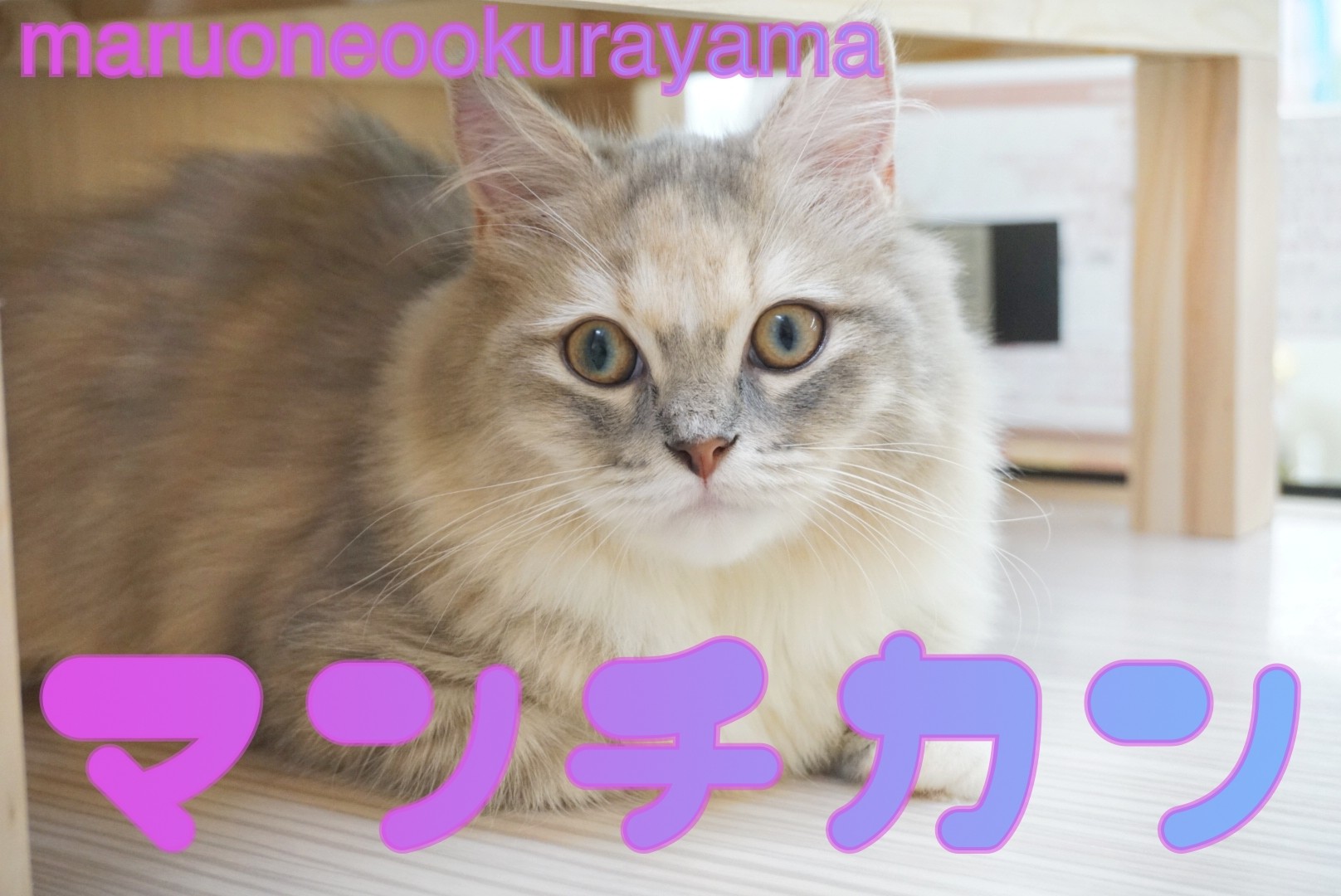 マンチカン 】超ゴージャス美人！究極の甘えん坊・・・にキュン