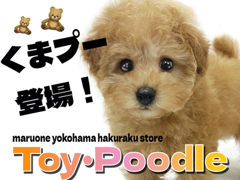 トイ・プードル 】小さめサイズのテディベア系わんこ！くまプー