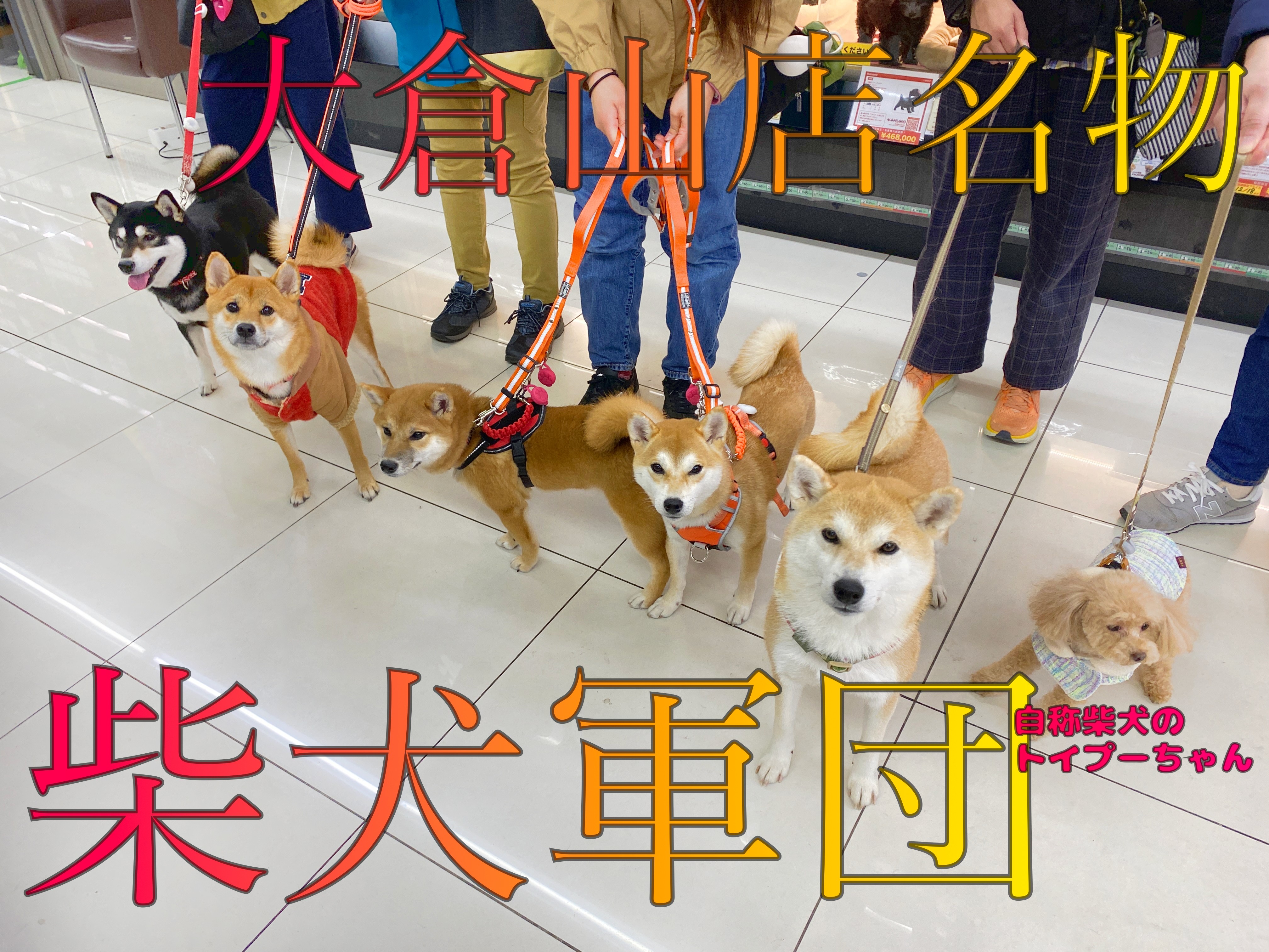 しろい犬 柴犬 子犬 白毛 オス 埼玉県 | 【柴犬.net】柴犬専門ブリーダー