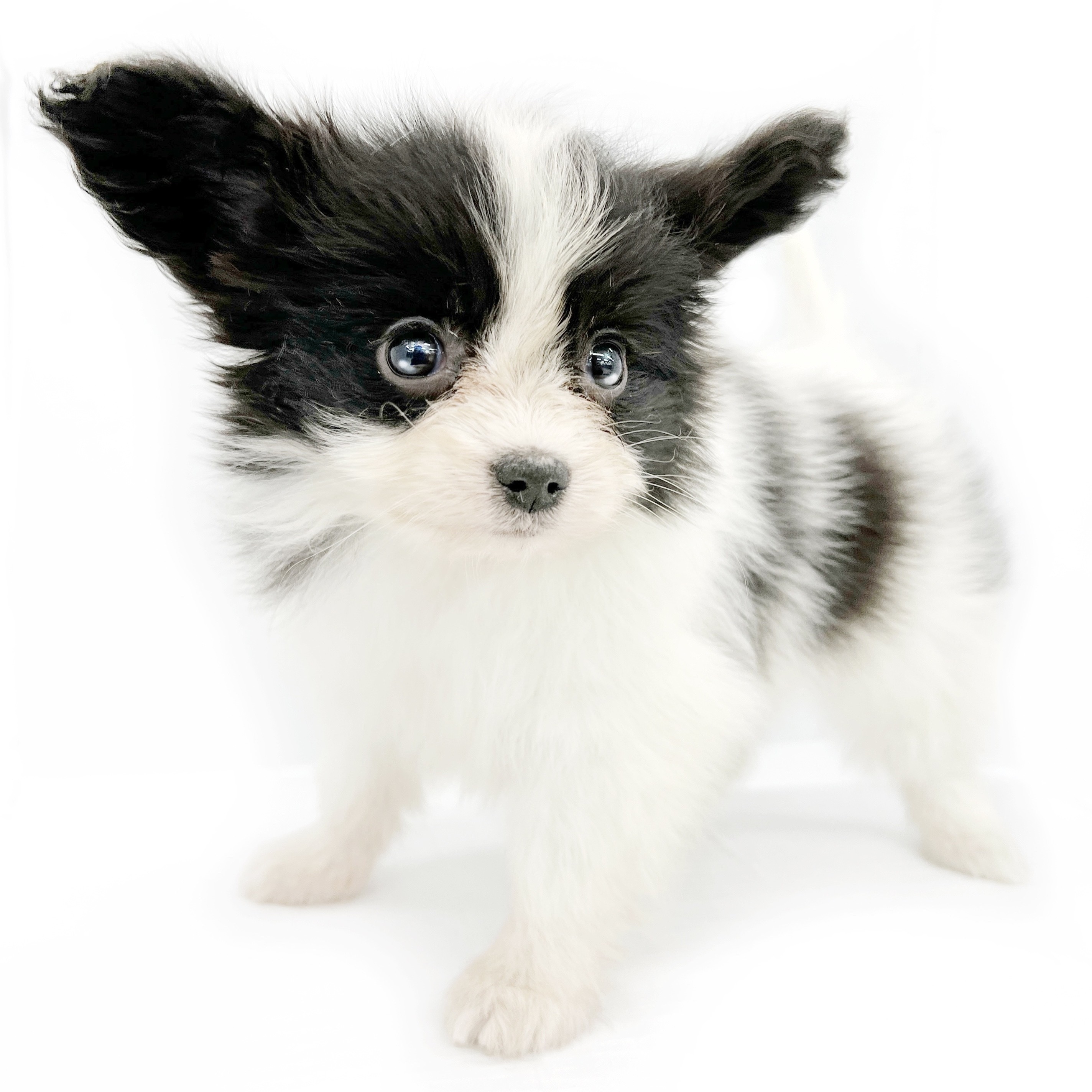 パピヨン | ペットショップ マルワン 小さめ子犬 美形な子猫 初心者