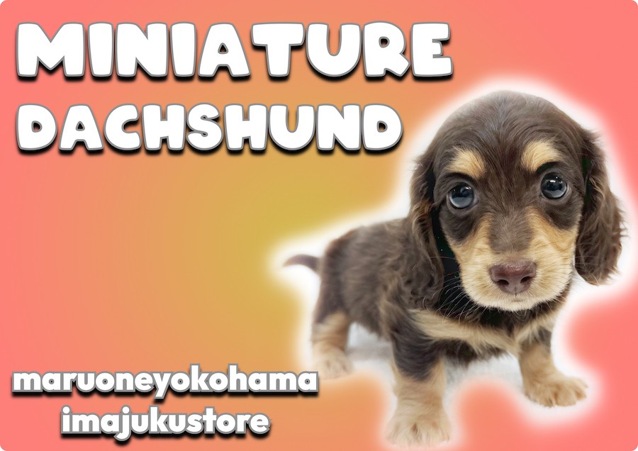 ミニチュアダックスフント 】チョコタンカラーの目ヂカラ最強な短足