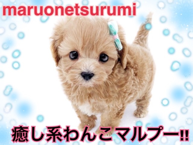マルプー様おまとめ専用ページ♡ 7e34967a58c3d851464bcf6dfed375