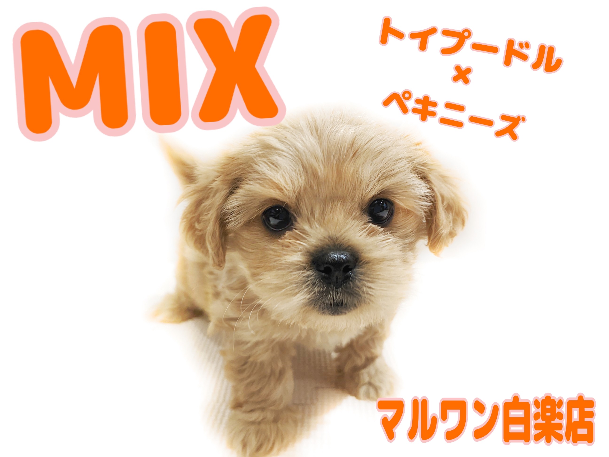 MIX 】両親はトイプードルとペキニーズ！コロっとしたドワーフ体型に