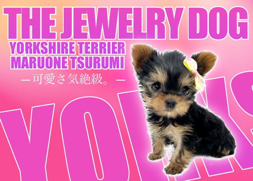 ヨークシャテリア】小さめ！つぶらな瞳、艶やかな被毛のヨーキーちゃん