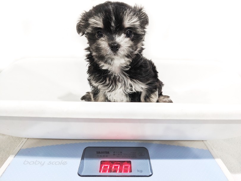 生後2ヶ月時点での体重は700g | MIX犬 マルチワ （02-2） - 横浜 白楽店