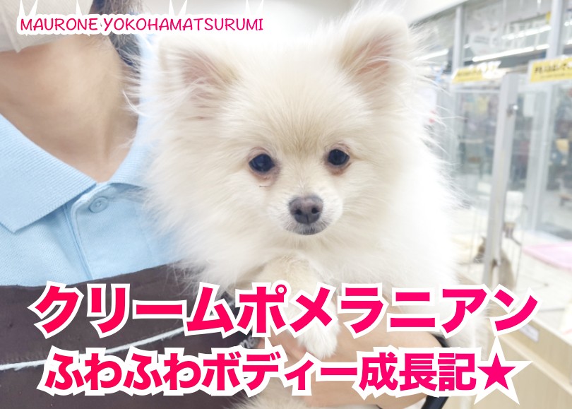 ポメラニアン クリーム色 ふわふわ の写真 ポメラニアン クリーム色