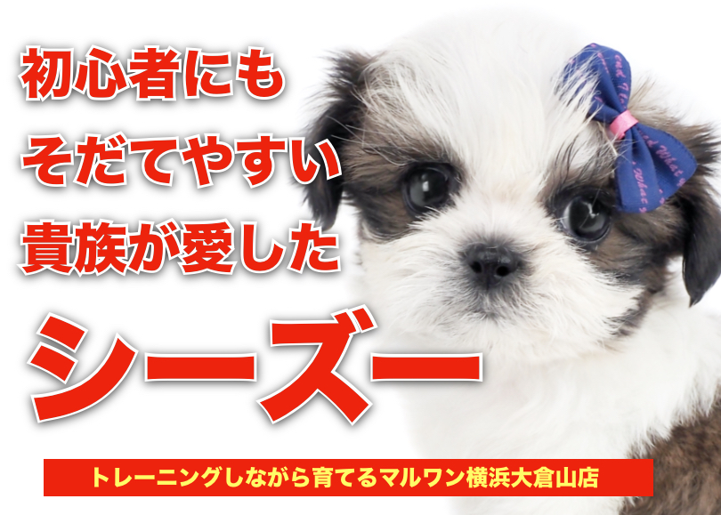 【 シーズー 】初心者にも育てやすい最高の愛玩犬がマルワン大倉山店にやってきた！