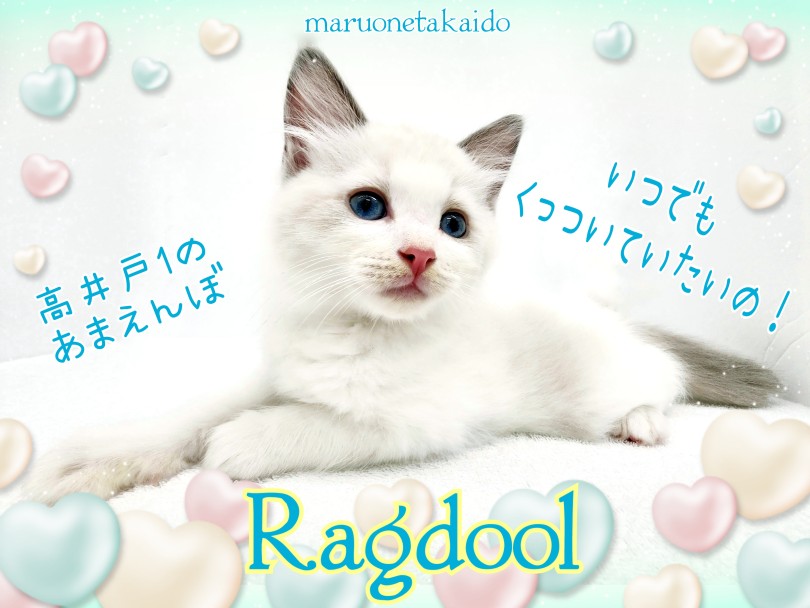 ラグドール 】歴代ラグドール断トツNO.1の甘えんぼ！ | マルワンBLOG