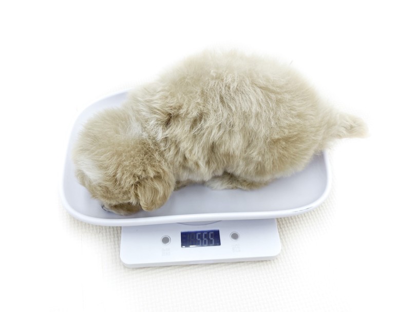 成犬時は2～3kgほどが予想 | MIX犬 マルプー （12-12） - 下丸子店