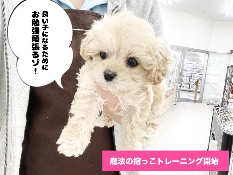 魔法の抱っこ | MIX犬 キャバプー （05-11） - 本羽田店