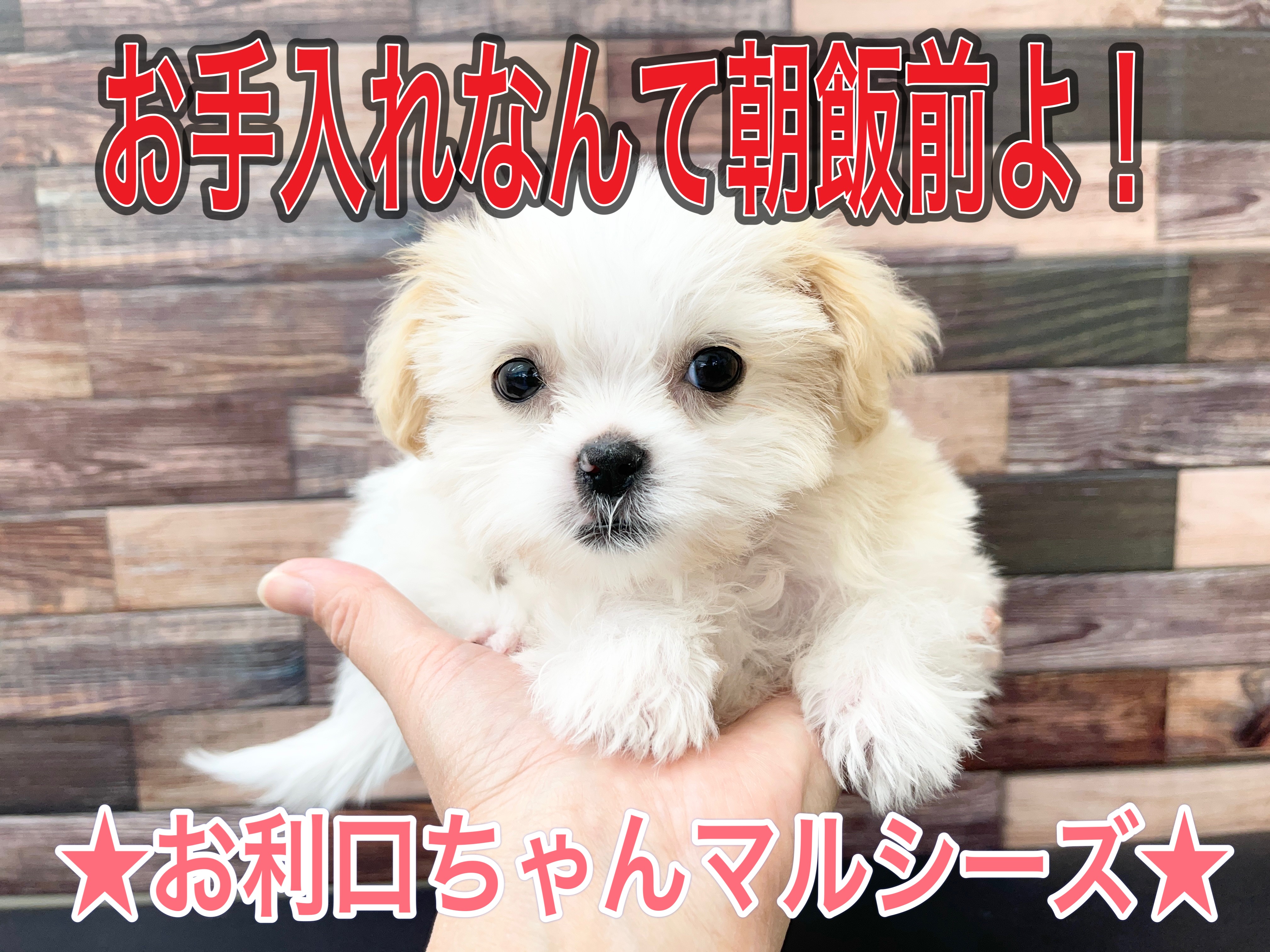 マルちゃん 推しの一杯 ラーメン環2家 横浜家系醤油豚骨 133g 1