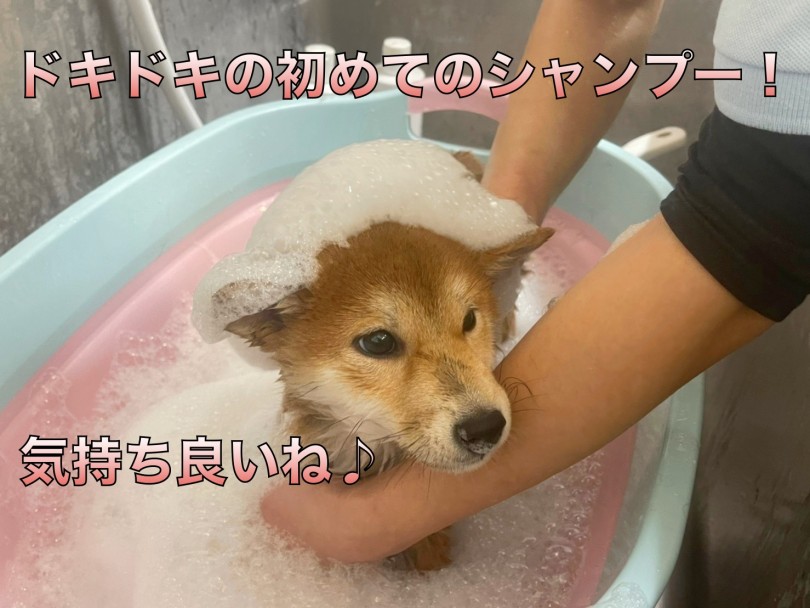 初めてのシャンプーでも暴れない！ | 柴犬 （06-13） - 横浜 大倉山店