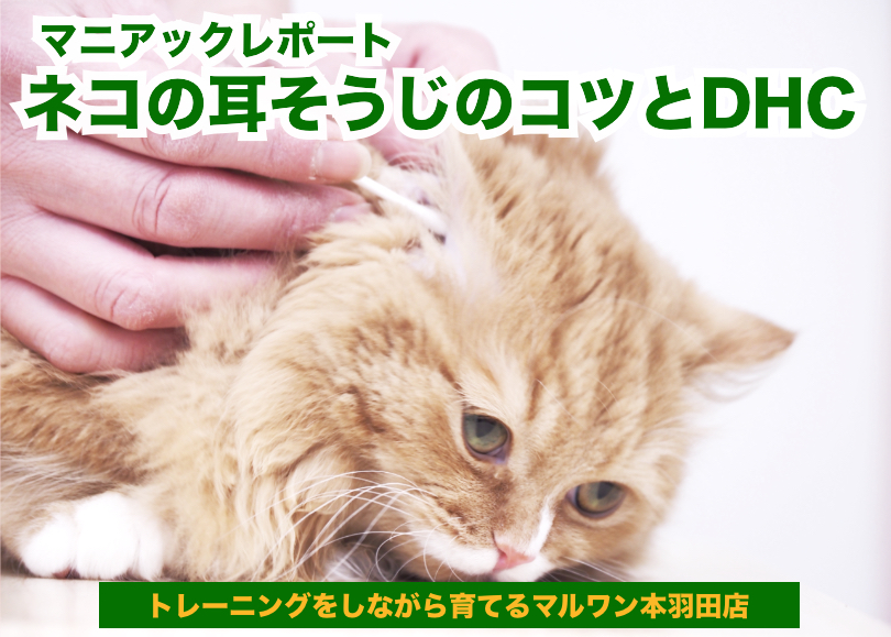 【 猫の耳そうじ 】マルワン本羽田店のにゃんこはみんな耳そうじ上手な理由とDHC