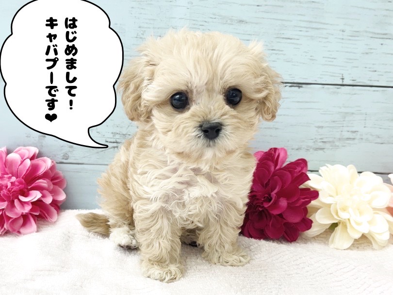 キャバリアとトイプードルのMIX | MIX犬 キャバプー （05-11） - 本羽田店