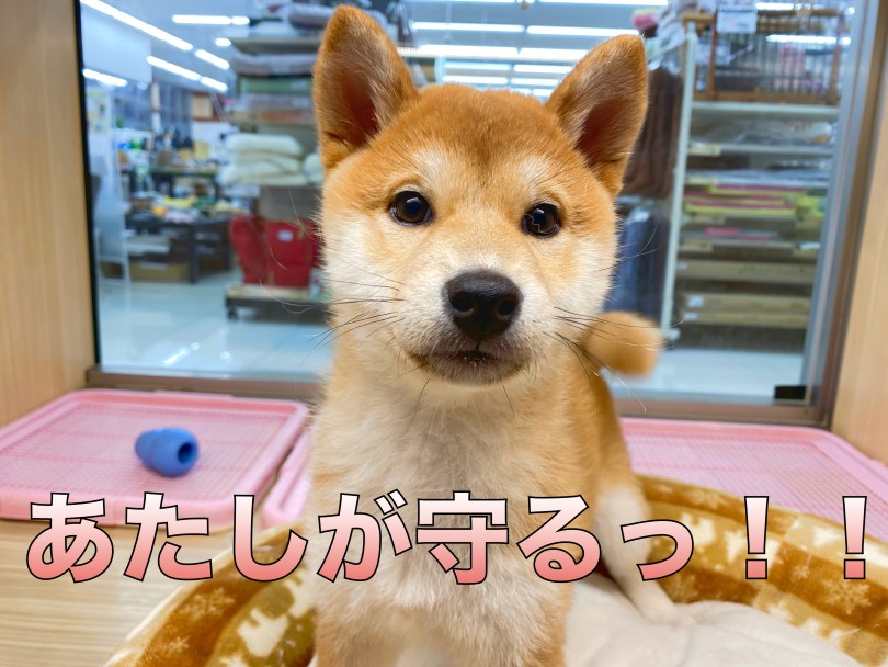 柴犬は小型犬最高のボディーガード | 柴犬 （06-13） - 横浜 大倉山店