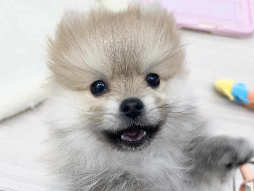 元気いっぱいポメラニアンちゃん♡ | 愛犬＆愛猫の健康管理 - 本羽田店