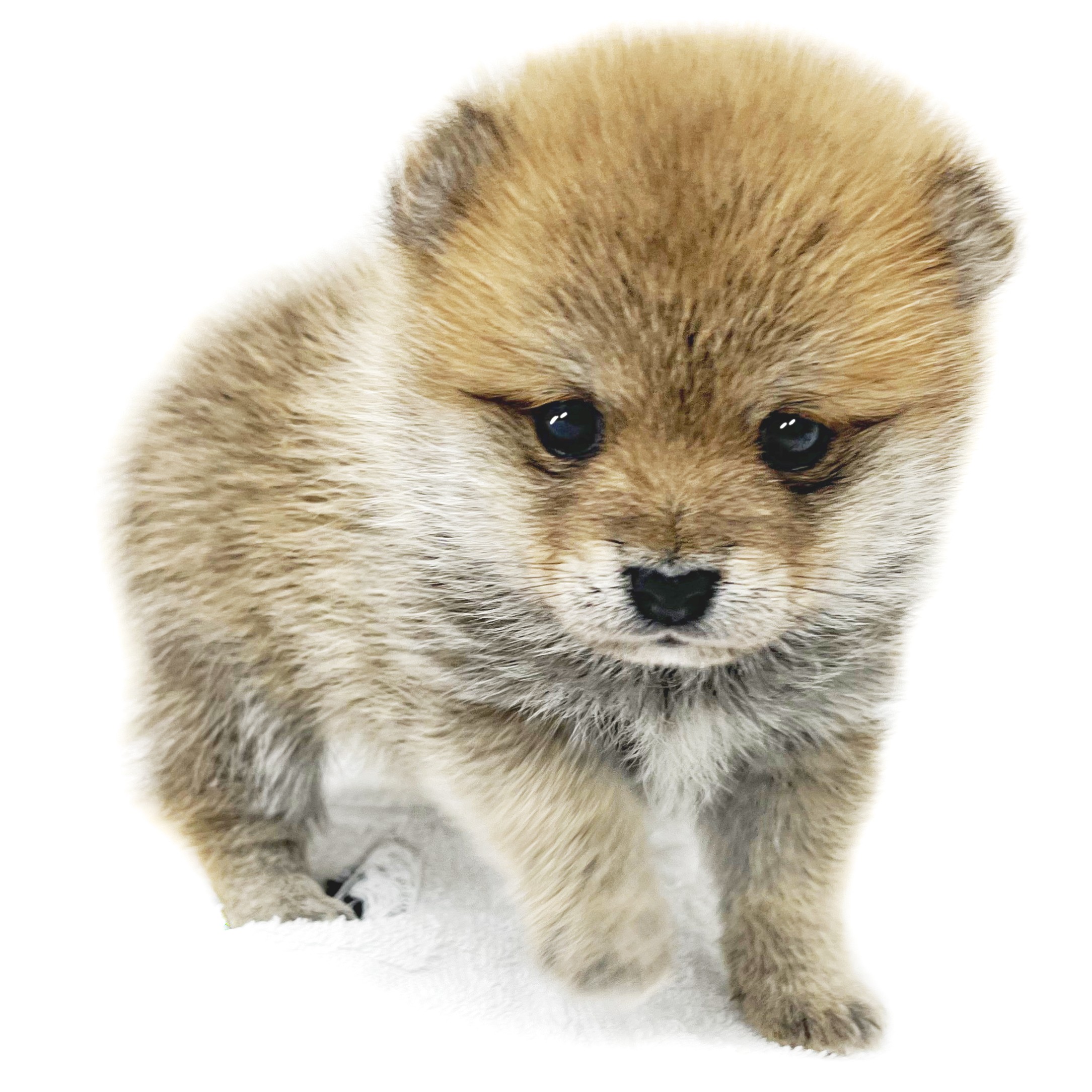 MIX（ポメラニアン×豆柴） | ペットショップ マルワン 小さめ子犬 美形