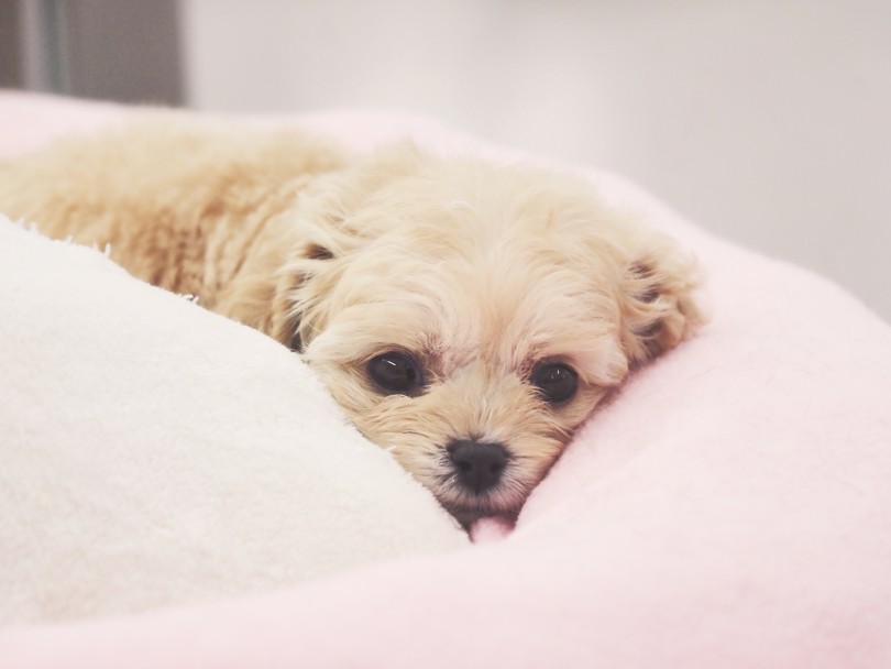 お気に入りのベッドで一緒に埋もれたい♡ | MIX犬 キャバプー （05-11） - 本羽田店