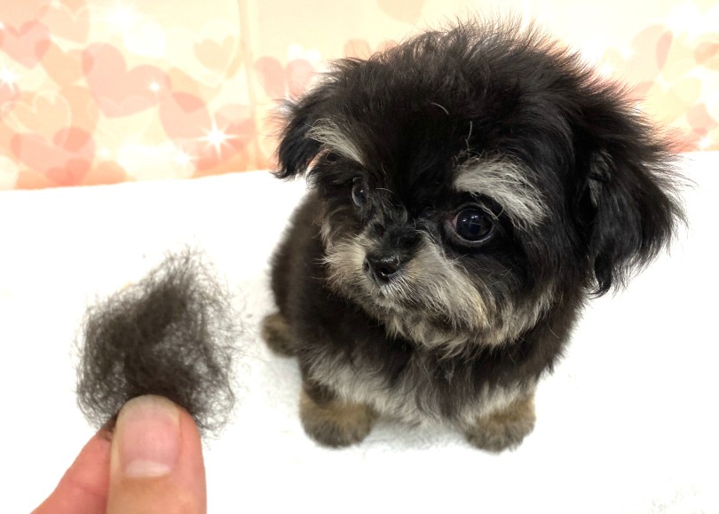 抜け毛の量はかなり少ない | MIX犬 マルチワ （06-5） - 横浜 大倉山店