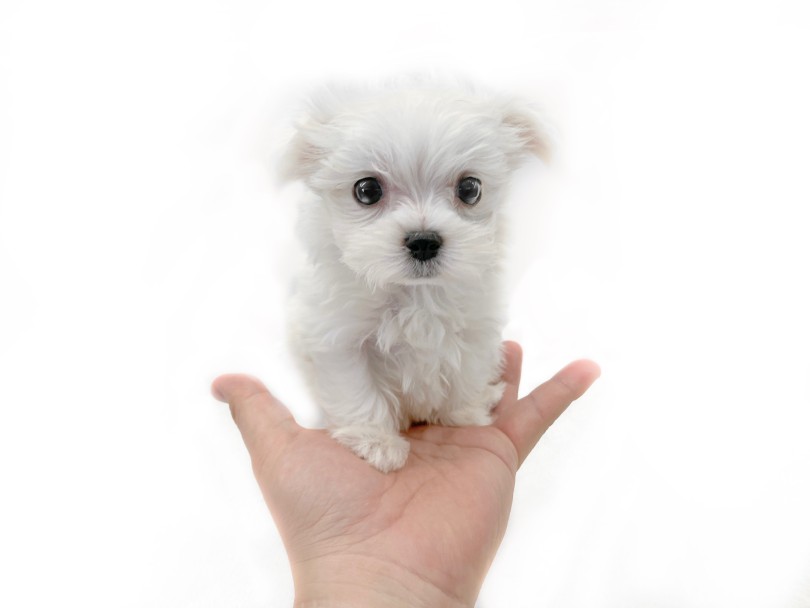 白のみの犬種で一番の小型犬種 | マルチーズ （10-5） - 東日暮里店