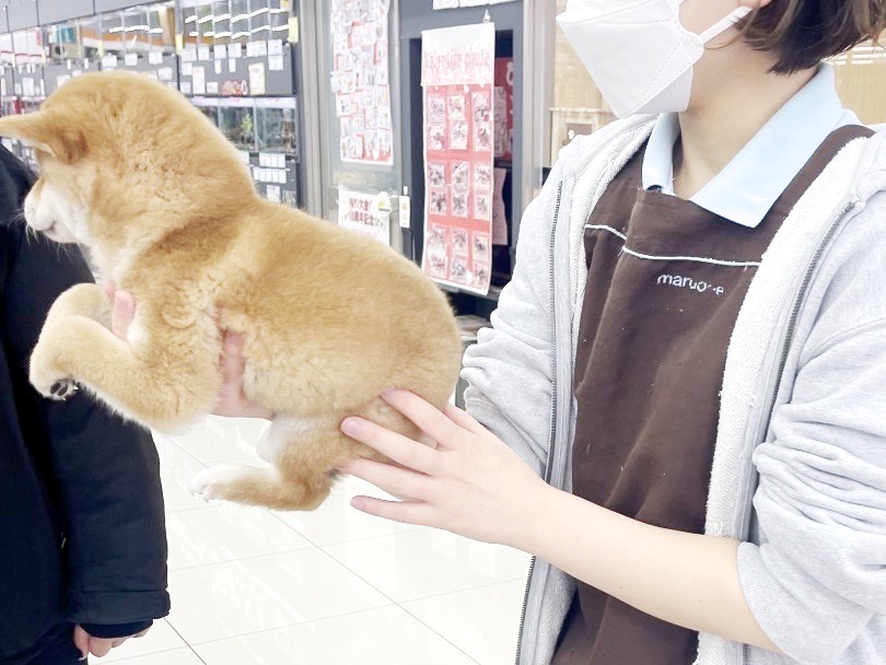 お手入れする前に、最も大切な「抱っこ」「保定」 | 柴犬との暮らし - 横浜 大倉山店
