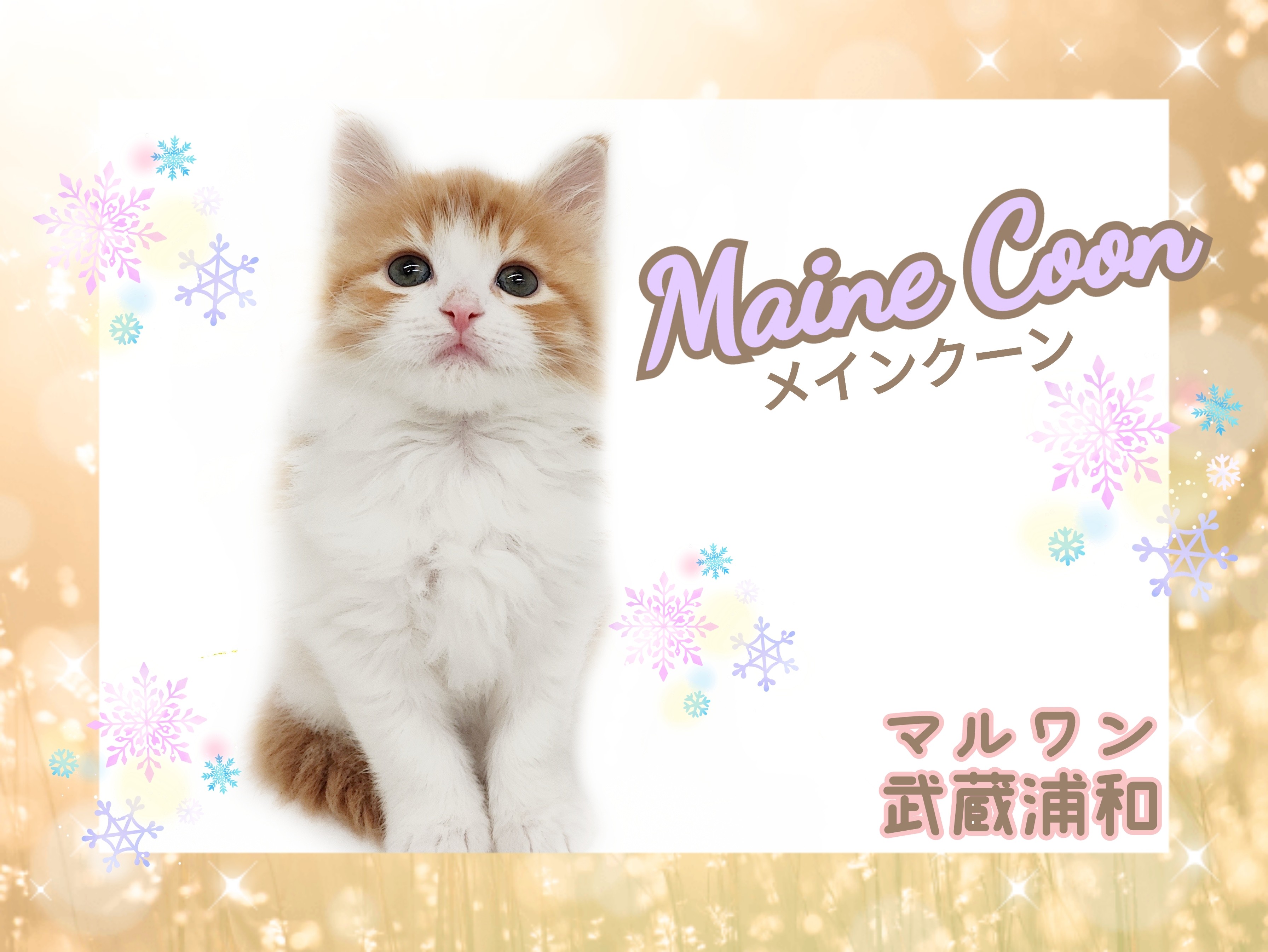 メインクーン 】見逃し厳禁！！人見知りゼロの抱っこ大好き舐め猫くん