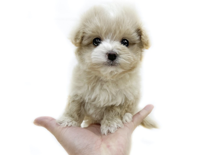 手のひらどころか、指先に身体が収まってしまうくらいのサイズ感 | MIX犬 マルプー （12-12） - 下丸子店