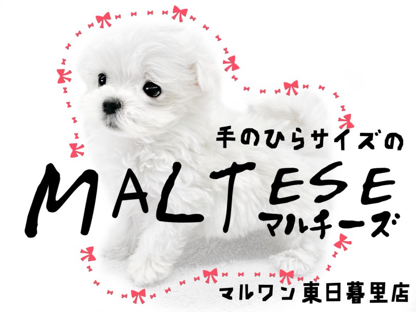【 マルチーズ 】ホワイト犬種で1番の小さめ犬種、の中の小さめマルちゃん！