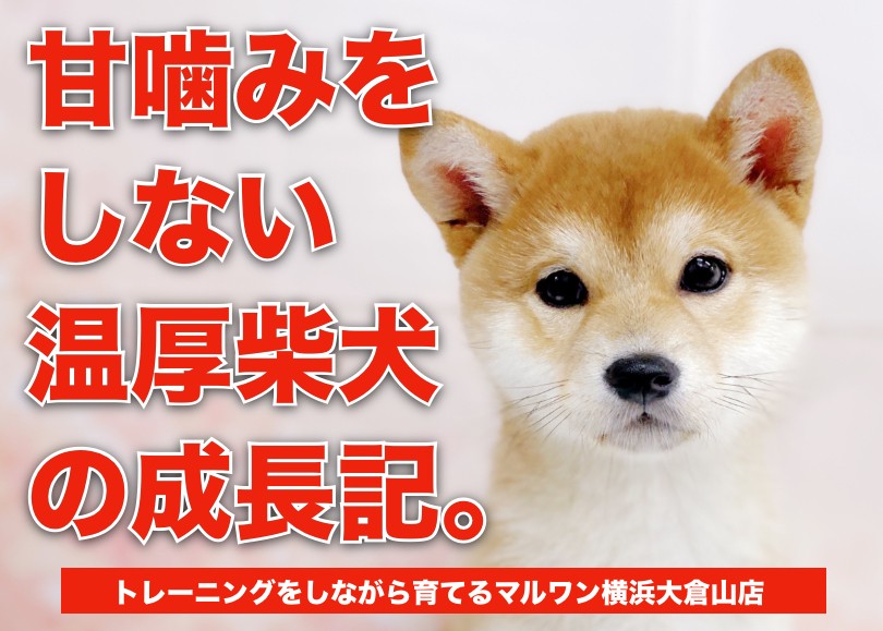 柴犬 】シャンプー優秀・甘噛みほぼなしの成長記録 | マルワンBLOG