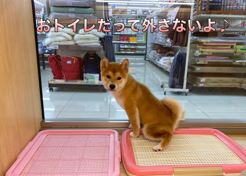 おトイレもほぼ完璧！！ | 柴犬 （06-13） - 横浜 大倉山店
