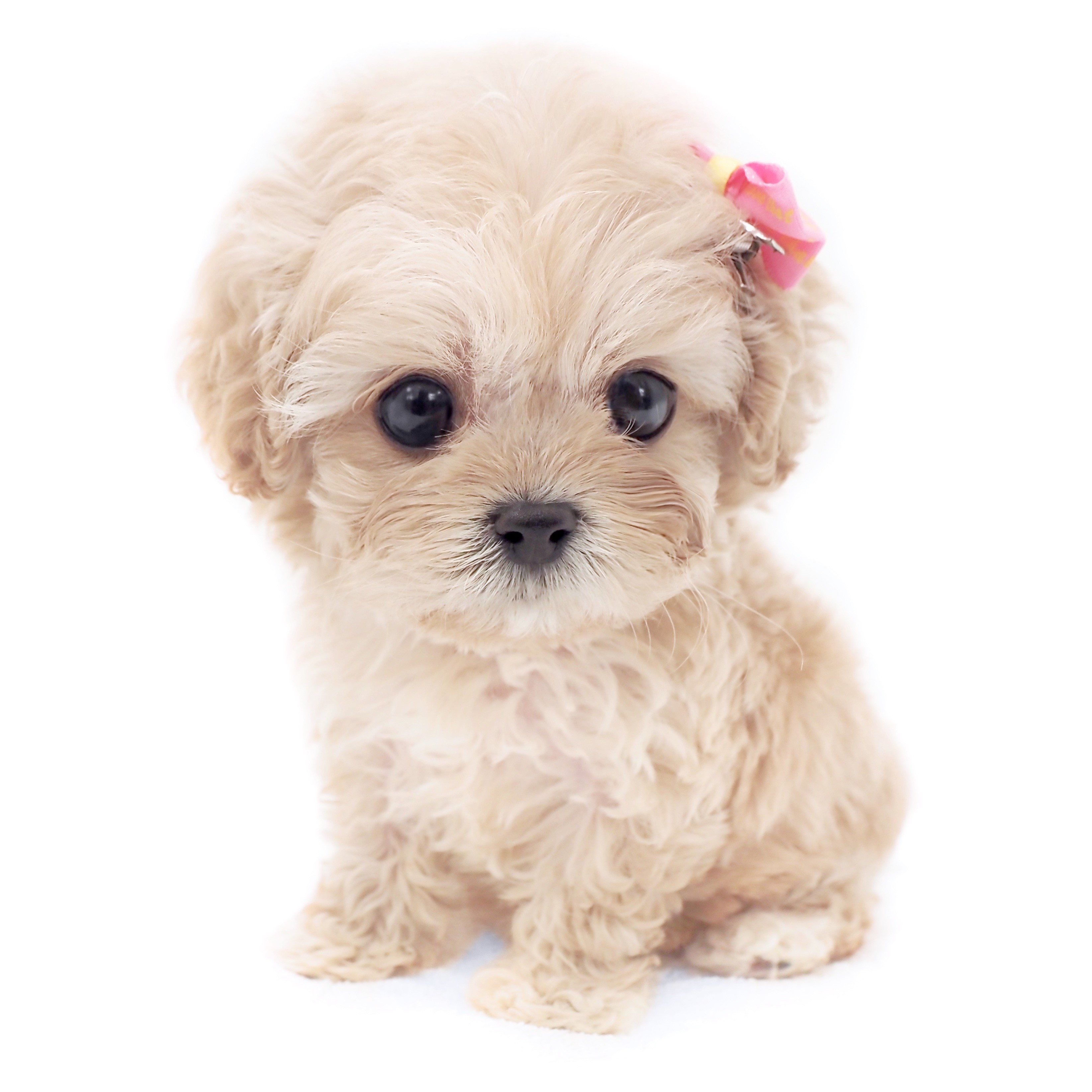 MIX（キャバリアキングチャールズスパニエル×トイプードル） | ペット