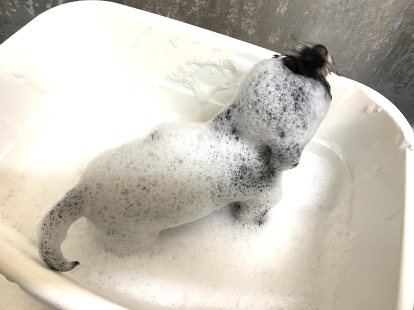 たっぷりの泡で包んでいき優しく洗います☆ | MIX犬 マルチワ （06-5） - 横浜 大倉山店