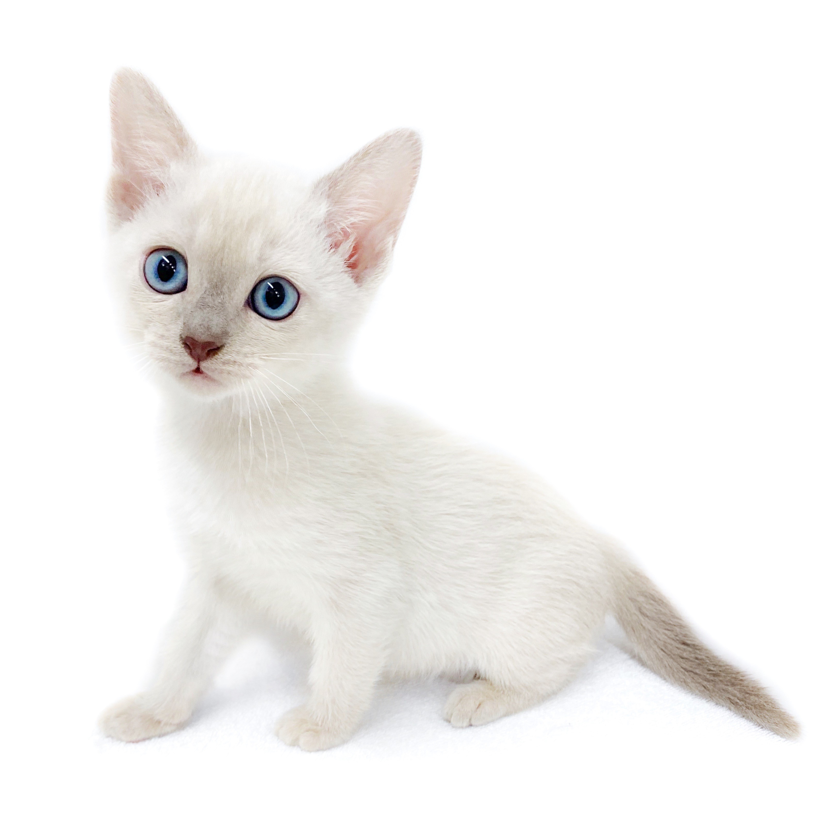 日本ペットフード ビューティープロ キャット 猫下部尿路の健康